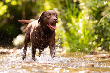Dog breed Labrador Retriever Chocolate Brown color plays happy in the waters of a river