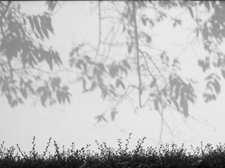 abstract shadow of branch tree with leaf on white concrete wall