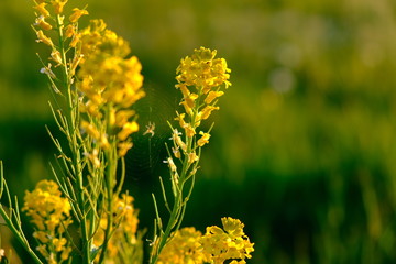 Pflanze, Abendsonne, Blume