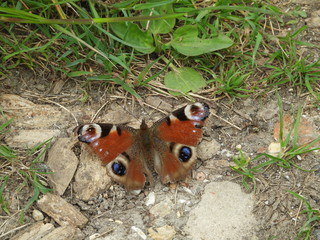 Peacock butterfly 