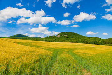 Summer landscape in the Czech Republic