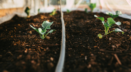 Natural Irrigated Garden Growing Broccoli with water on leaves