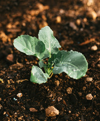 Natural Irrigated Garden Growing Broccoli with water on leaves
