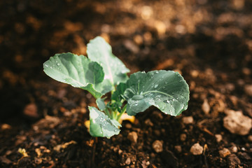 Natural Irrigated Garden Growing Broccoli with water on leaves
