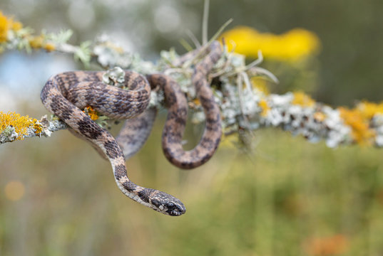 Andean Snail-eater (Dipsas andiana) in its environment. 
Arboreal snake.