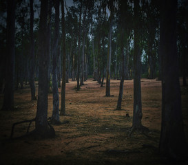 Fototapeta premium morning in the woods