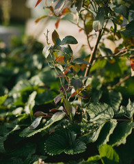 Natural Blueberry Plant in Back Yard Garden