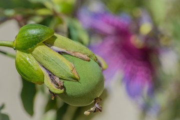 Crato Passion Fruit (Passiflora cincinnata) - initial stage