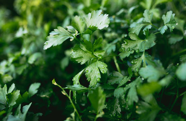Herb Garden with Parsley in natural back yard garden box
