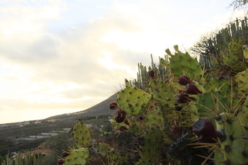 cactus in the desert