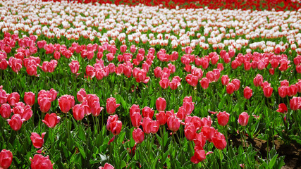 佐倉チューリップフェスタ