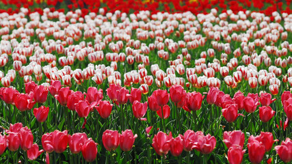 佐倉チューリップフェスタ