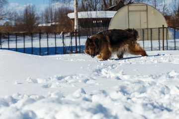 German shepherd dog runs through the snowdrifts in the yard on a sunny winter day.