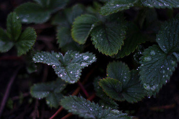 water drops on strawberry leaves