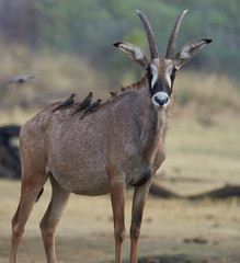 wildlife photo of a Roan antelope - Hippotragus equines with Red-billed Oxpecker - Buphagus erythrorynchus