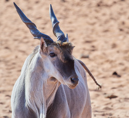 wildlife photo of an Common Eland - Taurotragus oryx