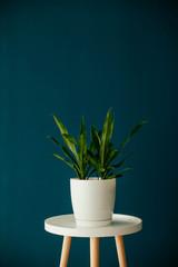houseplant in a white pot on the table on a blue background