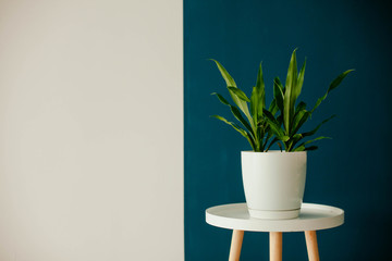 houseplant in a white pot on the table on a blue background