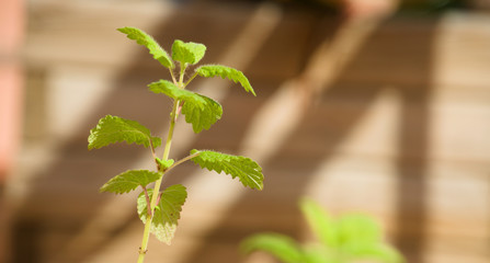 Planta de melisa, hoja de limón, limoncillo, toronjil (Melissa officinalis). Apreciada por su...