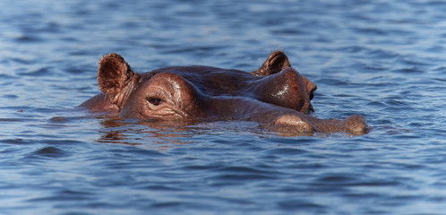 Fototapeta premium wildlife photo of an Hippopotamus - Hippopotamus amphibius