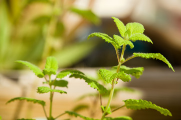 Planta de melisa, hoja de lim&oacute;n, limoncillo, toronjil (Melissa officinalis). Apreciada por su fuerte aroma a lim&oacute;n, se utiliza en infusi&oacute;n como tranquilizante natural.