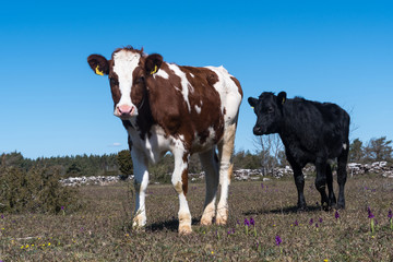 Cows in a grassland in spring season