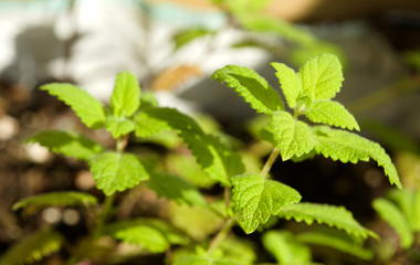 Planta de melisa, hoja de limón, limoncillo, toronjil (Melissa officinalis). Apreciada por su fuerte aroma a limón, se utiliza en infusión como tranquilizante natural.