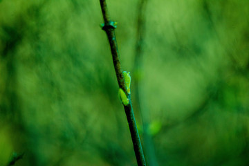 the kidneys, tree, screen, branch, april, spring