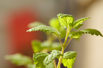 Planta de melisa, hoja de limón, limoncillo, toronjil (Melissa officinalis). Apreciada por su fuerte aroma a limón, se utiliza en infusión como tranquilizante natural.