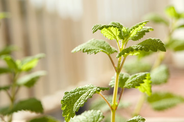 Planta de melisa, hoja de limón, limoncillo, toronjil (Melissa officinalis). Apreciada por su...