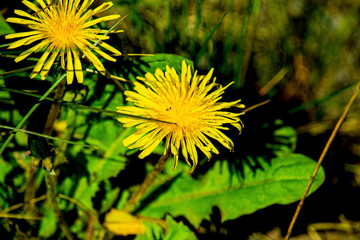 flowers, blue, wild, season, day, violet, decorative