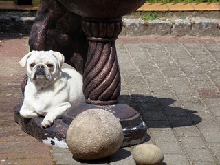 pies i fontanna © ARTUR