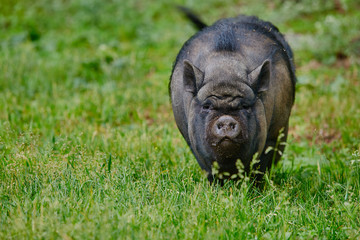 Portrait of a large boar, Vietnamese pot-bellied pigs.