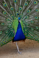 Portrait of adult male peacock