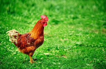 Beautiful young bright red cock on green farm grass
