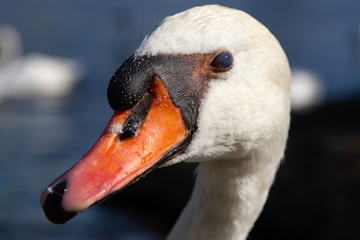 Close up portrait of a mute swan