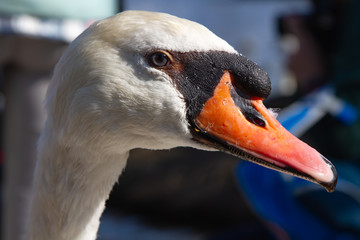 Close up portrait of a mute swan