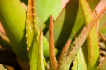 Planta de aloe vera. Detalle de hoja y pinchos
