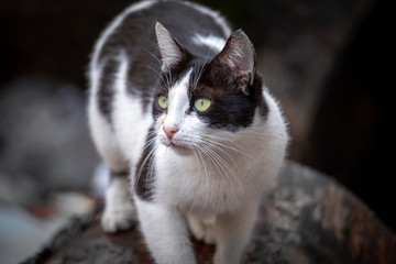 black and white cat