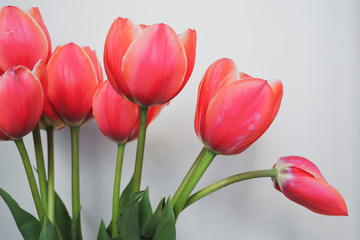 red tulips on white background