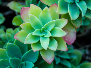 beautiful green stonecrop flower closeup