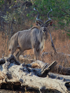 Greater Kudu - Tragelaphus Strepsiceros