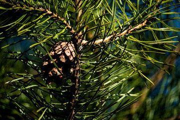 Obraz premium tree, needles, cones
