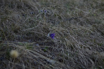 This is a purple snowdrop in may in the forest of Siberia on lake Baikal