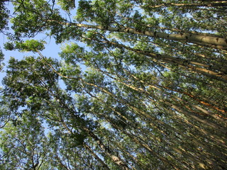background of green forest and blue sky