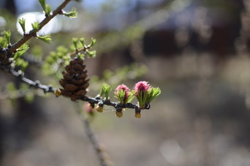 There are the flowers of future conifer cones in the spring on lake Baikal.