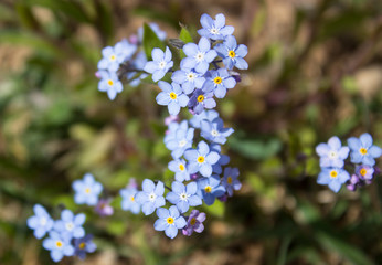 Blue forget me not flowers blooming on green background (Forget-me-nots, Myosotis sylvatica, Myosotis scorpioides).  Spring blossom background. Closeup, low key