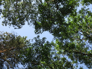 tree branches against blue sky