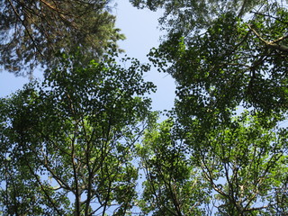 Obraz premium green forest against the sky