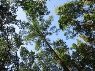 trees in the sky